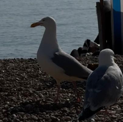 Two Brighton beach seagulls stand on a pebble beach near a blue and white striped deckchair by the sea.